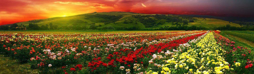 The Importance of Being Earnest