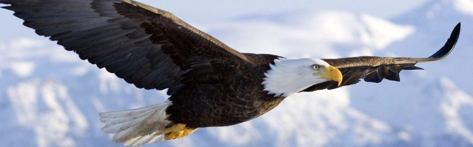When Monkeys Become Eagles
